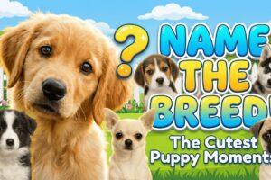 Can You Name These Puppy Breeds? 🐶💛 The Cutest Puppy Moments!