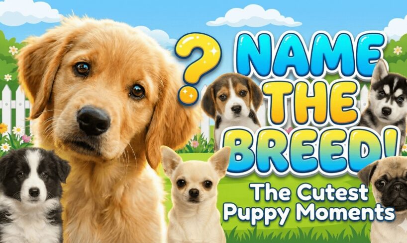 Can You Name These Puppy Breeds? 🐶💛 The Cutest Puppy Moments!