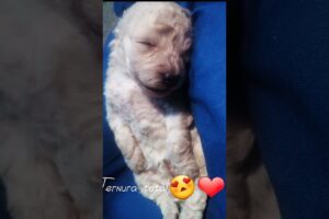 Caniches toy babys#perros #canichetoy #baby #patitas#cute#puppies#pets#dog #doglover#cachorro