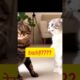 Cat fight#funny#viral#cat#live#cute#ytshorts#pets#shortsfeed#match#cricket#random#tik#bulun#trending