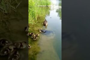 Catfish attack ducklings #ducks #catfish #animal fights