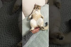 Causally Playing My Cat's Balls And He... #shorts #cat