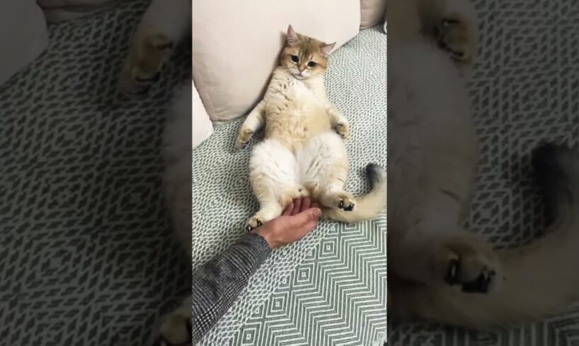 Causally Playing My Cat's Balls And He... #shorts #cat