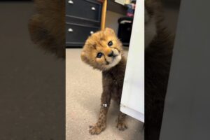 Cheetah Cubs Are Way Cuter Than You Think!