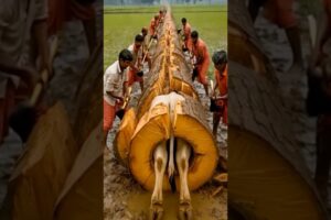 Cow Rescue | Heartwarming Cow Rescue Video #animals #animaltransformation #animalrescue