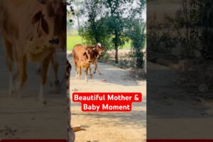 Cow and Baby Calf Playing Together | Heartwarming Animal Moments #shorts