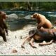 Craziest Grizzly Bear Attacks Ever Caught On Camera | Animal Fights #11