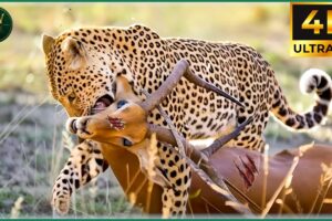 Craziest Leopard Attacks Ever Caught On Camera | Animal Fights #34