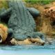 Craziest Lion Encounters Ever Caught On Camera | Animal Fights