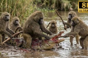 Crocodile vs Baboon: The Day the River King Was Humbled | Animal Fights