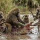 Crocodile vs Baboon: The Day the River King Was Humbled | Animal Fights