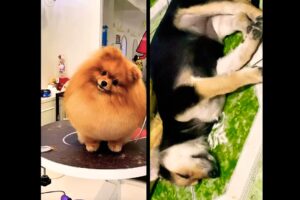 Cún con dễ thương #pets #dog #cute