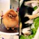 Cún con dễ thương #pets #dog #cute