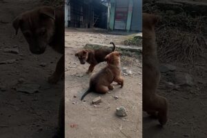 Cute Baby Puppies Funny Playing Video #puppy #cute #dog #funny #viral #shorts