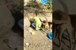 Cute Dog 🐶#dog #shortvideo #puppy #doglover#animals