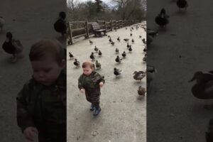 Cute Ducklings Follow Toddler Around Park