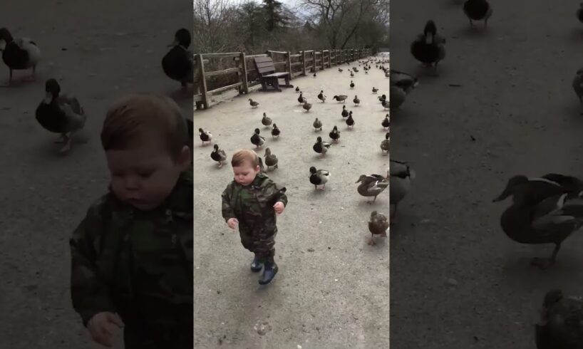 Cute Ducklings Follow Toddler Around Park