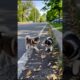 Cute Little Puppies Funny Playing Video #puppy #dog #funny #viral #shorts