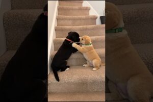 Cute Pet Puppies Playing On Stairs #puppy #dog #viral #shorts