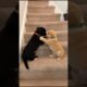 Cute Pet Puppies Playing On Stairs #puppy #dog #viral #shorts