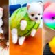 Cute Pomeranian Puppies Doing Funny Things #3 🐶😂 Cute and Funny Dogs 2024