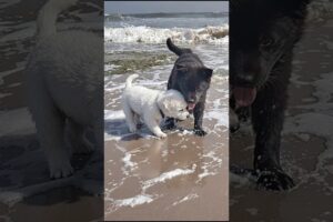 Cute Puppies Adorable Video #puppy #cute #cutedog #dog #funny #shorts