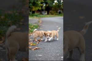 Cute Puppies Adorable Video #puppy #cute #cutedog #dog #funny #viral #shorts