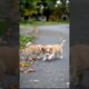 Cute Puppies Adorable Video #puppy #cute #cutedog #dog #funny #viral #shorts