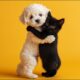 Cute Puppies And Kittens Hugging Kissing & Melting Hearts
