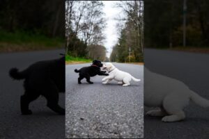 Cute Puppies Fighting Slightly Funny Video #puppy #dog #viral #shorts