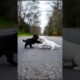 Cute Puppies Fighting Slightly Funny Video #puppy #dog #viral #shorts