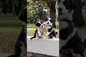 Cute Puppies Funny Moment Video #puppy #dog #funny #viral #shorts