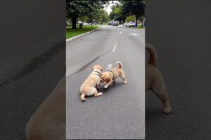Cute Puppies Funny Moment Video #puppy #dog #viral #shorts