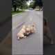 Cute Puppies Funny Moment Video #puppy #dog #viral #shorts