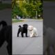 Cute Puppies Funny Playing Video #puppy #dog #funny #viral #shorts