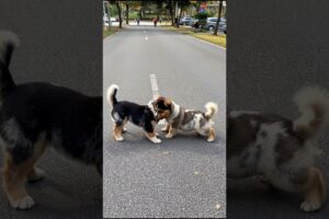 Cute Puppies Funny Video #puppy #cute #cutedog #dog #funny #viral #shorts