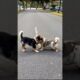 Cute Puppies Funny Video #puppy #cute #cutedog #dog #funny #viral #shorts