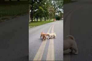 Cute Puppies Playing Funny Video #puppy #cute #dog #pets #funny #viral #shorts