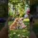 Cute Puppies Playing Funny Video #puppy #dog #funny #viral #shorts