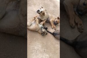 Cute Puppies Playing & Growling Like Tiny Warriors! 🐶💥