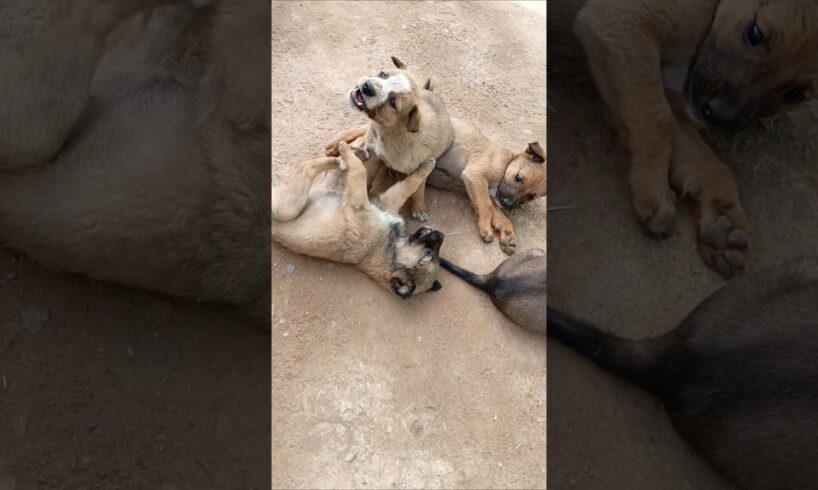 Cute Puppies Playing & Growling Like Tiny Warriors! 🐶💥