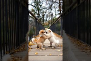Cute Puppies Playing On The Bridge #puppy #cute #dog #funny #viral #shorts