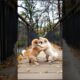 Cute Puppies Playing On The Bridge #puppy #cute #dog #funny #viral #shorts