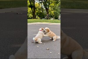 Cute Puppies Playing Video #puppy #cute #cutedog #dog #funny #viral #shorts