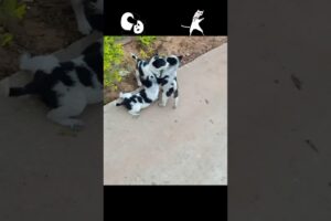 🐕😁Cute Puppies Playing. #puppylove #puppy #babydogs #puppyvideos #cutepuppies