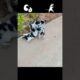 🐕😁Cute Puppies Playing. #puppylove #puppy #babydogs #puppyvideos #cutepuppies