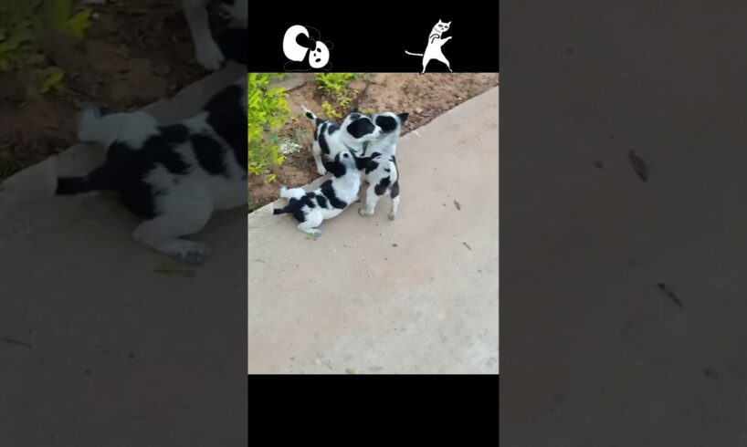 🐕😁Cute Puppies Playing. #puppylove #puppy #babydogs #puppyvideos #cutepuppies