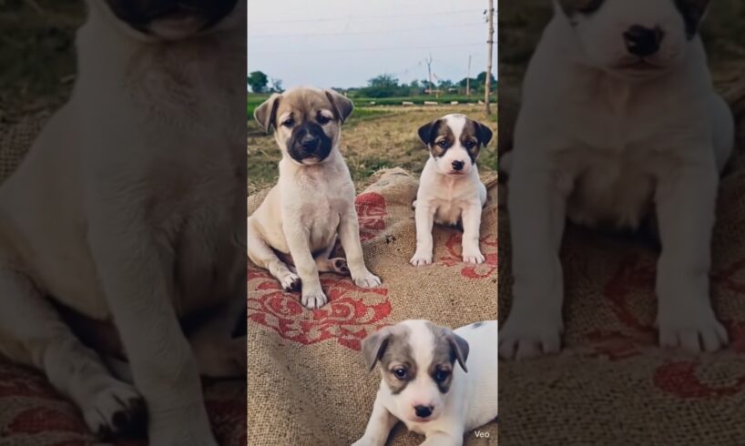 Cute Puppies | #puppy #puppies #dog #cute #labrador #ai #shorts