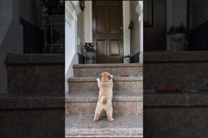 Cute Puppy Playing On The Stairs #puppy #cute #pets #funny #dog #viral #shorts