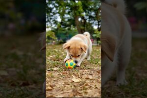 Cute Puppy Playing With Ball #puppy #cute #pets #funny #dog #viral #shorts